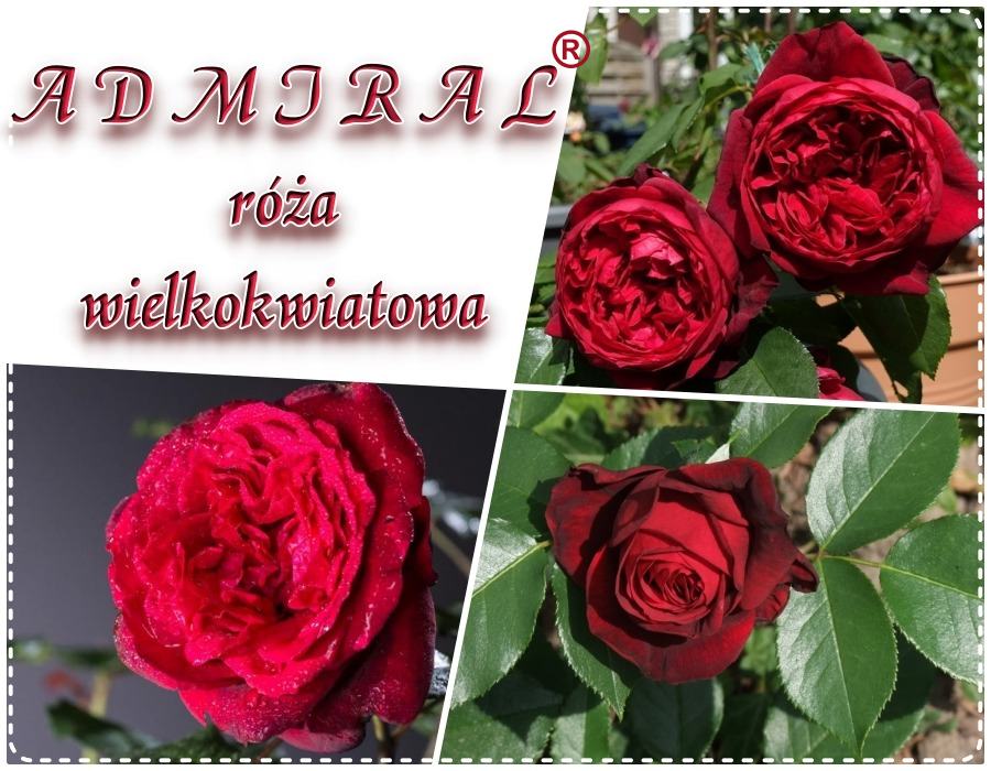 Admiral róża wielkokwiatowa kol